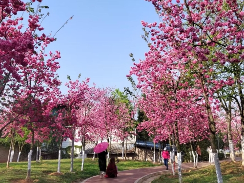 快来宁湖公园赏花吧2