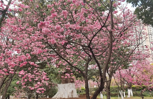 快来宁湖公园赏花吧1