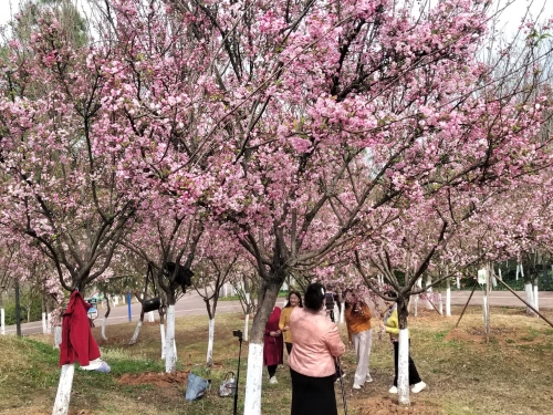 快来宁湖公园赏花吧3