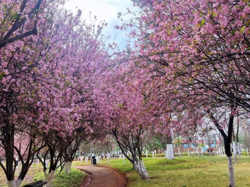 精细化养护焕新颜 圆山广场繁花迎客来1