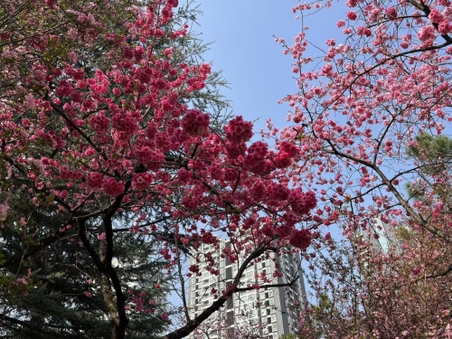 精细化养护焕新颜 圆山广场繁花迎客来3